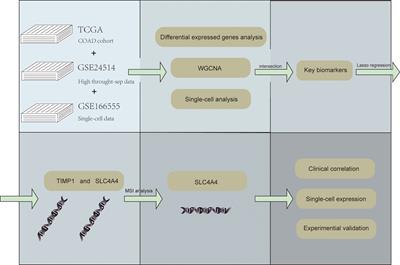 Prognostic value of SLC4A4 and its correlation with the microsatellite instability in colorectal cancer